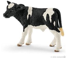 Holstein-kalv