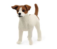Jack Russell-Terrier