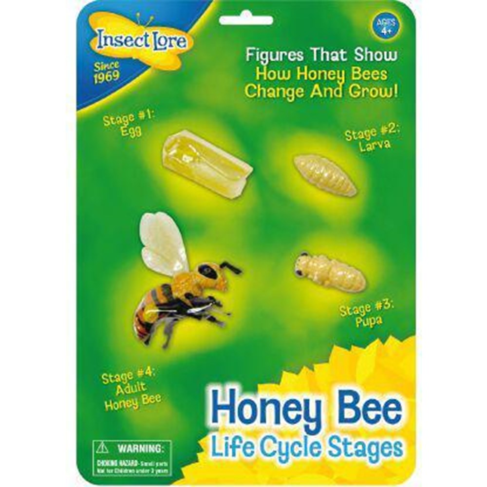 Livscyklus Honning Bi