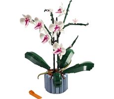 Orkide Blomst